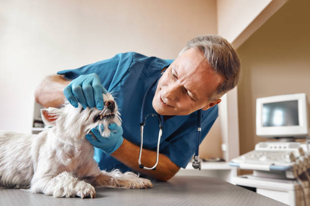 Best Emergency Care for Gum Disease in Lolo, MT